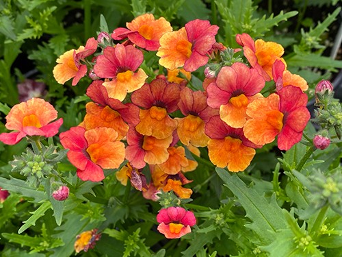 Sunsatia Blood Orange