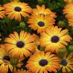 Sunshine Beauty