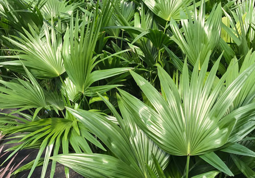 Palm Chinese Fan