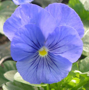 True Blue XP
