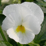 White XP