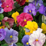 Delta Classic Mix Premium Monet