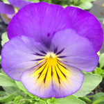 Pansy Trailing Cool Wave Blue Skies