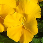 Pansy Trailing Cool Wave Yellow Golden