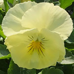 Pansy Trailing Cool Wave Lemon Improved