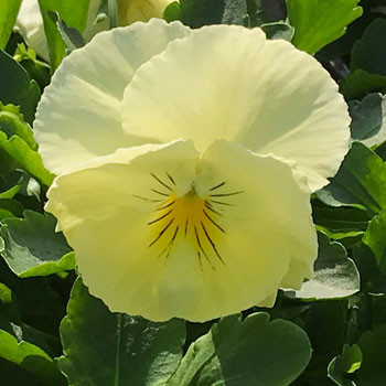 Cool Wave Lemon Improved