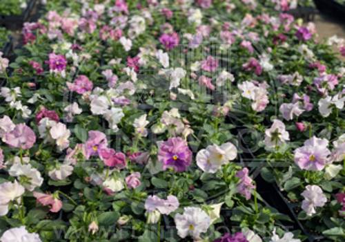 Delta Classic Pink Shades