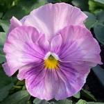 Delta Classic Pink Shades