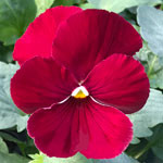 Delta Classic Rose Pure