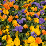 Flintwood Mix Premium Carolina Blend