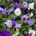Flintwood Mix Premium Cinderella