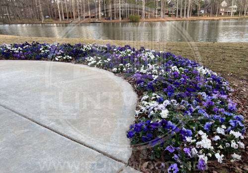 Flintwood Mix Premium Cinderella