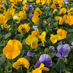 Flintwood Mix Premium Sunny Day