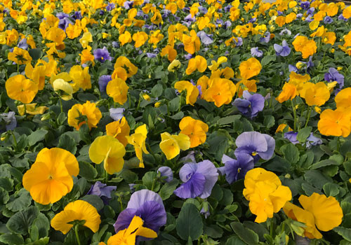 Flintwood Mix Premium Sunny Day