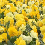 Flintwood Mix Premium Yellow Blend