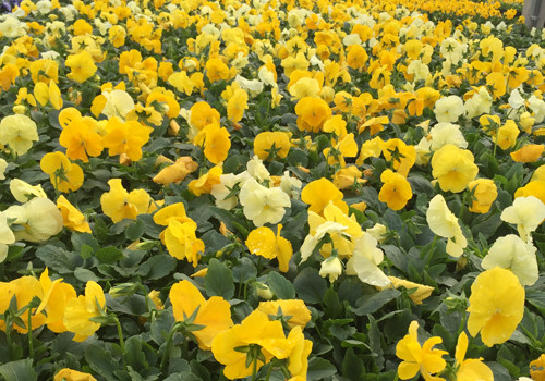Flintwood Mix Premium Yellow Blend