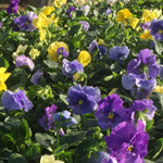 Flintwood Mix Premium Spring Showers