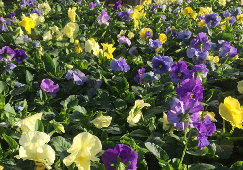 Flintwood Mix Premium Spring Showers