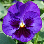 Matrix Blue Blotch