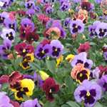 Pansy Matrix Mix Coastal Sunrise