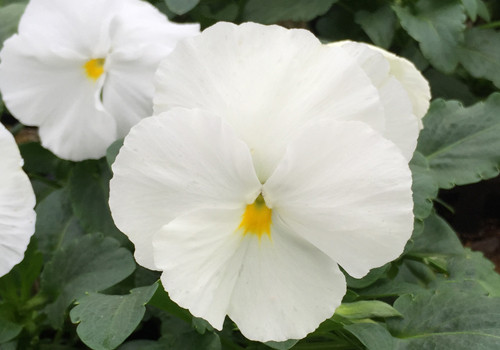 Matrix White