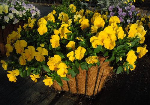 Cool Wave Yellow Golden