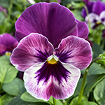 Pansy Trailing Cool Wave Raspberry
