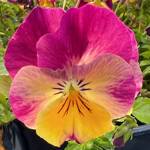 Pansy Trailing Cool Wave Raspberry Swirl