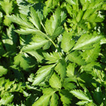 Parsley Flat Italian