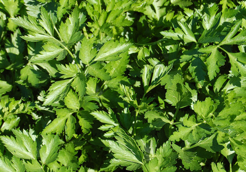 Parsley Flat Italian