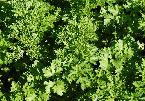 Parsley Tri Curl