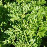 Parsley Tri Curl