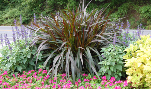 Pennisetum Regal Princess