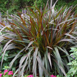 Pennisetum Regal Princess
