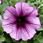 Supertunia Bordeaux
