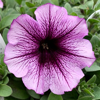 Supertunia Bordeaux
