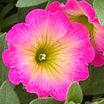 Supertunia Daybreak Charm