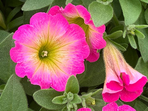 Supertunia Daybreak Charm