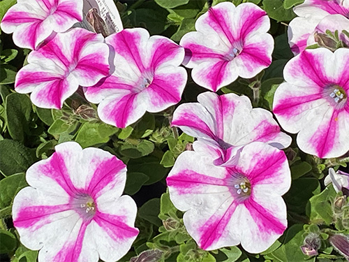 Supertunia Lovie Dovie