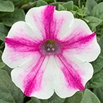 Supertunia Lovie Dovie