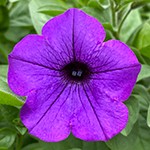 Supertunia Mini Vista Indigo