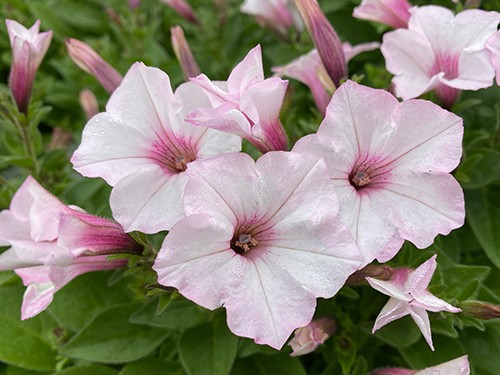 Supertunia Vista Silverberry