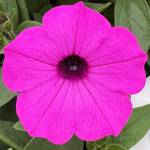 Supertunia Vista Jazzberry