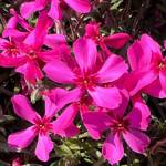 subulata Scarlet Flame