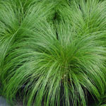 Stipa ColorGrass Pony Tails