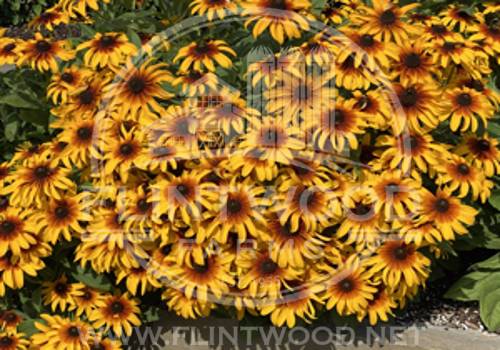 Rising Sun Chestnut Gold