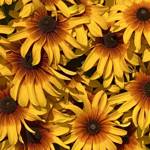 Rising Sun Chestnut Gold