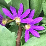 Surdiva Blue Violet