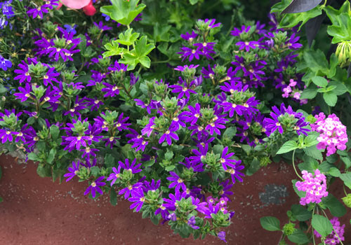 Surdiva Blue Violet