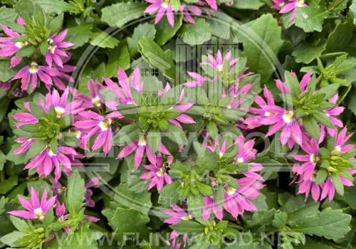 Surdiva Fashion Pink